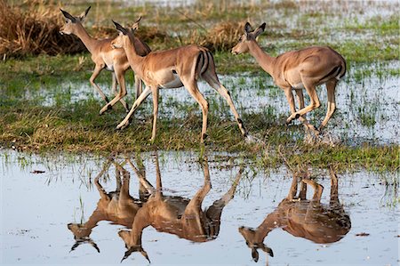 simsearch:6119-07452454,k - Impalas (Aepyceros melampus), Okavango delta, Botswana, Africa Stockbilder - Premium RF Lizenzfrei, Bildnummer: 6119-07452451