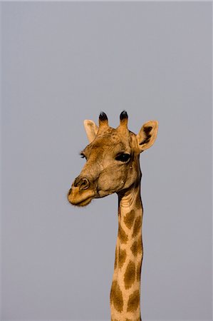 simsearch:6119-07452629,k - Desert giraffe (Giraffa camelopardalis capensis) running, Namibia, Africa Photographie de stock - Premium Libres de Droits, Code: 6119-07452470