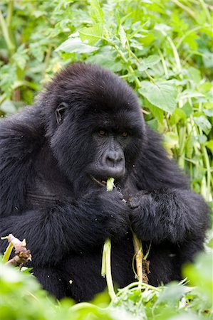 simsearch:6119-08269034,k - Mountain gorilla (Gorilla gorilla beringei), Kongo, Rwanda, Africa Stock Photo - Premium Royalty-Free, Code: 6119-07452477