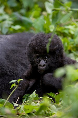 Young mountain gorilla (Gorilla gorilla beringei), Kongo, Rwanda, Africa Photographie de stock - Premium Libres de Droits, Code: 6119-07452481