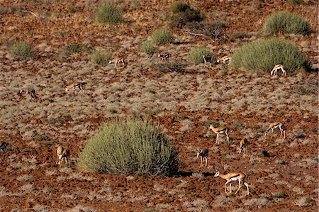 simsearch:6119-07943671,k - Herd of Springbok (Antidorcas marsupialis), Namibia, Africa Foto de stock - Royalty Free Premium, Número: 6119-07452493