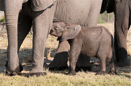 parc national chobe - Elephant (Loxodonta africana) calf, Chobe National Park, Botswana, Africa Photographie de stock - Premium Libres de Droits, Code: 6119-07452419