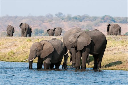 Elephants (Loxodonta africana), Chobe National Park, Botswana, Africa Stock Photo - Premium Royalty-Free, Code: 6119-07452420