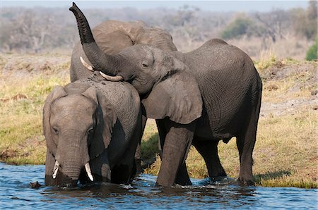 simsearch:614-09159537,k - Elephants (Loxodonta africana), Chobe National Park, Botswana, Africa Stock Photo - Premium Royalty-Free, Code: 6119-07452421