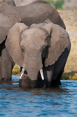 simsearch:6119-07541558,k - Elephants (Loxodonta africana), Chobe National Park, Botswana, Africa Foto de stock - Sin royalties Premium, Código: 6119-07452422