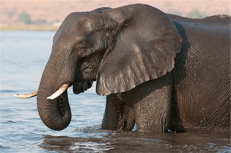 parque nacional chobe - Elephants (Loxodonta africana), Chobe National Park, Botswana, Africa Foto de stock - Sin royalties Premium, Código: 6119-07452428