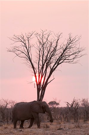 parque nacional chobe - African elephant (Loxodonta africana), Savuti, Chobe National Park, Botswana, Africa Foto de stock - Sin royalties Premium, Código: 6119-07452429