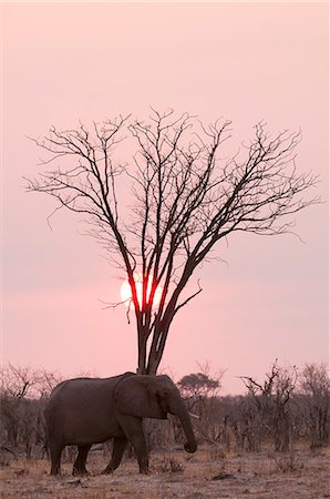 savuti - African elephant (Loxodonta africana), Savuti, Chobe National Park, Botswana, Africa Stock Photo - Premium Royalty-Free, Code: 6119-07452429