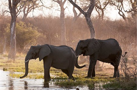 elephant - African elephants (Loxodonta africana), Okavango delta, Botswana, Africa Photographie de stock - Premium Libres de Droits, Code: 6119-07452438