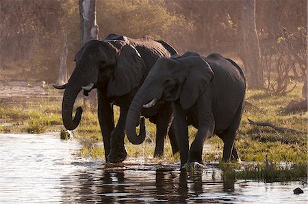 point d'eau - African elephants (Loxodonta africana), Okavango delta, Botswana, Africa Photographie de stock - Premium Libres de Droits, Code: 6119-07452439
