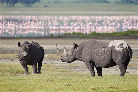 Two black rhinoceros (hook-lipped rhinoceros) (Diceros bicornis), Ngorongoro Crater, Tanzania, East Africa, Africa Photographie de stock - Premium Libres de Droits, Code: 6119-07452551