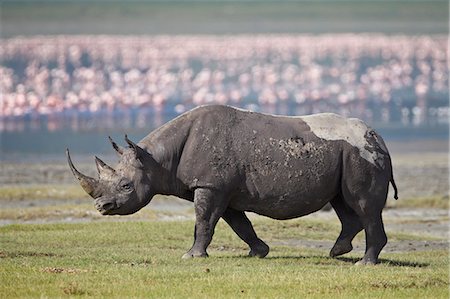 schwarzes nashorn - Black rhinoceros (hook-lipped rhinoceros) (Diceros bicornis), Ngorongoro Crater, Tanzania, East Africa, Africa Foto de stock - Sin royalties Premium, Código: 6119-07452552