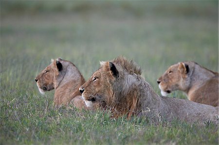 Young male lion (Panthera leo) and two lionesses, Ngorongoro Crater, Tanzania, East Africa, Africa Photographie de stock - Premium Libres de Droits, Code: 6119-07452557