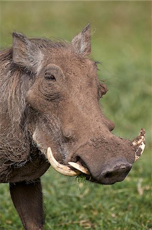 simsearch:6119-07452629,k - Warthog (Phacochoerus aethiopicus), Ngorongoro Crater, Tanzania, East Africa, Africa Photographie de stock - Premium Libres de Droits, Code: 6119-07452554