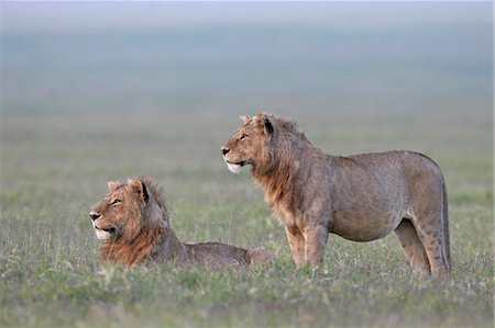 Two young male lions (Panthera leo), Ngorongoro Crater, Tanzania, East Africa, Africa Photographie de stock - Premium Libres de Droits, Code: 6119-07452558