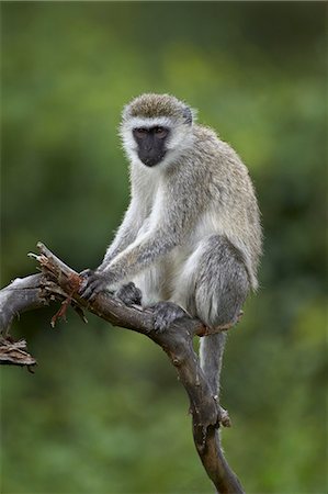 Grivet (Chlorocebus aethiops), Ngorongoro Crater, Tanzania, East Africa, Africa Foto de stock - Sin royalties Premium, Código: 6119-07452561