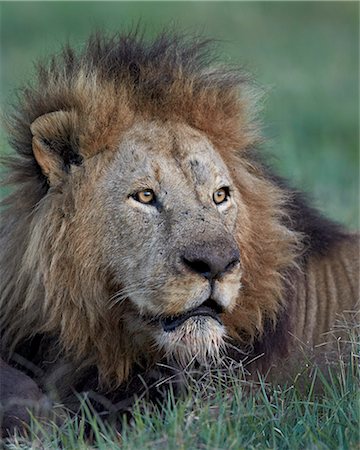 Lion (Panthera leo), Ngorongoro Crater, Tanzania, East Africa, Africa Photographie de stock - Premium Libres de Droits, Code: 6119-07452564