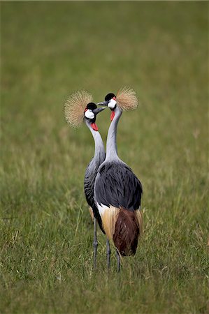 simsearch:841-07355053,k - Grey crowned crane (Southern crowned crane) (Balearica regulorum) pair, Ngorongoro Crater, Tanzania, East Africa, Africa Photographie de stock - Premium Libres de Droits, Code: 6119-07452565