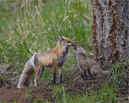 simsearch:841-08729631,k - Red fox (Vulpes vulpes) (Vulpes fulva) kit licking its father's mouth, Yellowstone National Park, Wyoming, United States of America, North America Foto de stock - Sin royalties Premium, Código: 6119-07452570