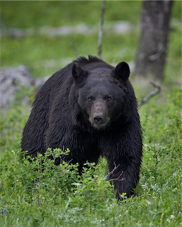 Black bear (Ursus americanus), Yellowstone National Park, Wyoming, United States of America, North America Stock Photo - Premium Royalty-Free, Code: 6119-07452575