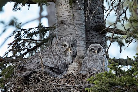 Great grey owl (great grey owl) (Strix nebulosa) female with prey and a 24-day-old chick, Yellowstone National Park, Wyoming, United States of America, North America Fotografie stock - Premium Royalty-Free, Codice: 6119-07452576