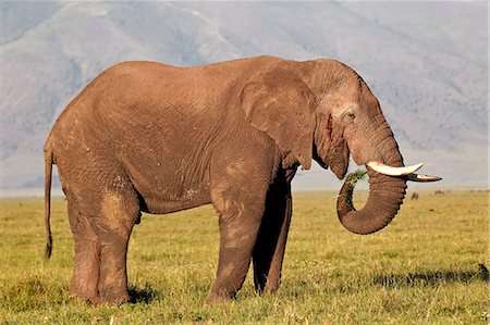 African elephant (Loxodonta africana) bull eating, Ngorongoro Crater, Tanzania, East Africa, Africa Fotografie stock - Premium Royalty-Free, Codice: 6119-07452579