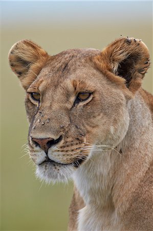 Lioness (Panthera leo) covered with flies, Serengeti National Park, Tanzania, East Africa, Africa Photographie de stock - Premium Libres de Droits, Code: 6119-07452583