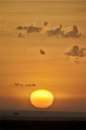 Sunrise, Serengeti National Park, Tanzania, East Africa, Africa Stock Photo - Premium Royalty-Free, Code: 6119-07452586