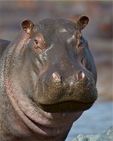 Hippopotamus (Hippopotamus amphibius), Serengeti National Park, Tanzania Photographie de stock - Premium Libres de Droits, Code: 6119-07452588