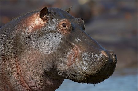 Hippopotamus (Hippopotamus amphibius), Serengeti National Park, Tanzania Photographie de stock - Premium Libres de Droits, Code: 6119-07452589