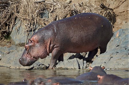 Hippopotamus (Hippopotamus amphibius) returning to the water, Serengeti National Park, Tanzania, East Africa, Africa Photographie de stock - Premium Libres de Droits, Code: 6119-07452590