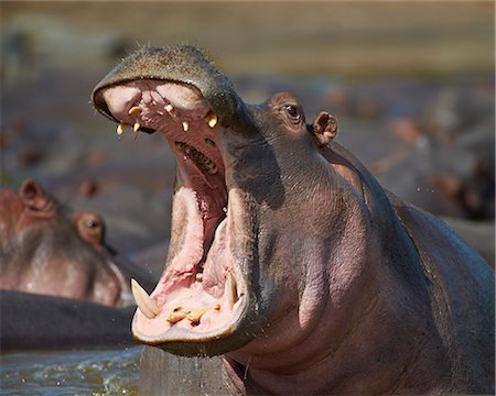 Hippopotamus (Hippopotamus amphibius) showing aggression, Serengeti National Park, Tanzania, East Africa, Africa Stock Photo - Premium Royalty-Free, Code: 6119-07452591