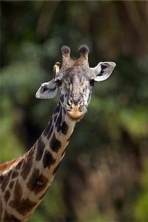 symbiosis - Masai giraffe (Giraffa camelopardalis tippelskirchi) with a red-billed oxpecker (Buphagus erythrorhynchus), Serengeti National Park, Tanzania, East Africa, Africa Stock Photo - Premium Royalty-Free, Code: 6119-07452597