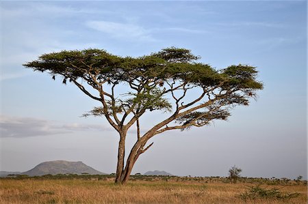 serengeti national park - Acacia tree, Serengeti National Park, Tanzania, East Africa, Africa Foto de stock - Sin royalties Premium, Código: 6119-07452598