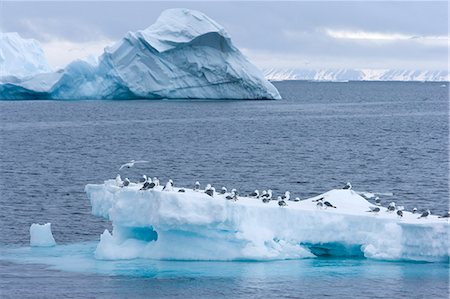 rissa tridactyla - Black-legged kittiwake (Rissa tridactyla) on iceberg, Spitsbergen, Svalbard, Norway, Scandinavia, Europe Stockbilder - Premium RF Lizenzfrei, Bildnummer: 6119-07452500