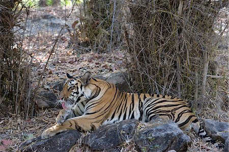 simsearch:841-06804504,k - Indian tiger, (Bengal tiger) (Panthera tigris tigris), Bandhavgarh National Park, Madhya Pradesh state, India, Asia Photographie de stock - Premium Libres de Droits, Code: 6119-07452508