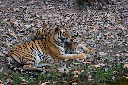 simsearch:841-06804504,k - Indian tigress, (Bengal tiger) (Panthera tigris tigris) with her cub, Bandhavgarh National Park, Madhya Pradesh state, India, Asia Photographie de stock - Premium Libres de Droits, Code: 6119-07452509