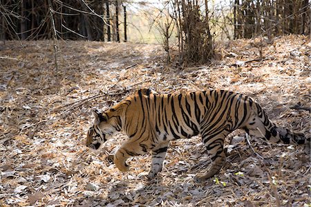 simsearch:841-06804504,k - Indian tiger, (Bengal tiger) (Panthera tigris tigris), Bandhavgarh National Park, Madhya Pradesh state, India, Asia Photographie de stock - Premium Libres de Droits, Code: 6119-07452510