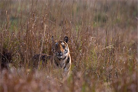 Indian tiger, (Bengal tiger) (Panthera tigris tigris), Bandhavgarh National Park, Madhya Pradesh state, India, Asia Stock Photo - Premium Royalty-Free, Code: 6119-07452512
