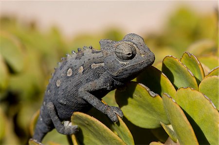 simsearch:6119-07452629,k - Namaqua chameleon (Chamaeleo namaquensis), Namibia, Africa Photographie de stock - Premium Libres de Droits, Code: 6119-07452515