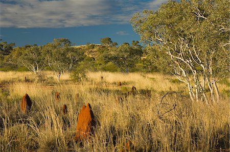 simsearch:6119-07452549,k - Termite mounds in the Outback, Queensland, Australia, Pacific Foto de stock - Sin royalties Premium, Código: 6119-07452519