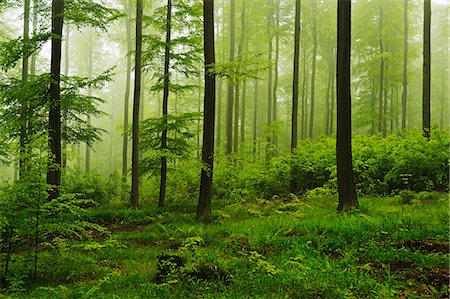 pictures of places in germany - Beech forest, Erzgebirge, Saxony, Germany, Europe Photographie de stock - Premium Libres de Droits, Code: 6119-07452525