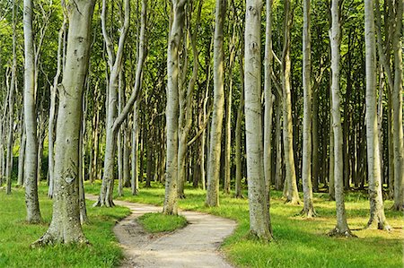 Gespensterwald (ghost forest) near Nienhagen, Baltic Sea, Mecklenburg-Vorpommern, Germany, Europe Foto de stock - Sin royalties Premium, Código: 6119-07452536