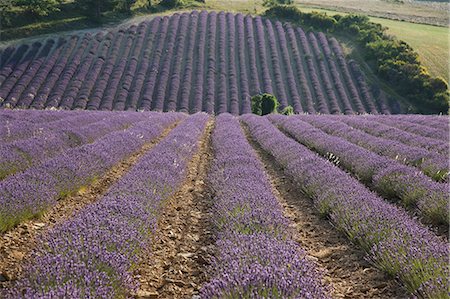 simsearch:6118-09173491,k - Lavender fields, Sault en Provence, Vaucluse, Provence, France, Europe Stock Photo - Premium Royalty-Free, Code: 6119-07452668