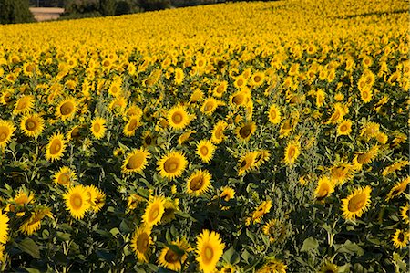 sunflowers in france - Sunflowers, Provence, France, Europe Stock Photo - Premium Royalty-Free, Code: 6119-07452677