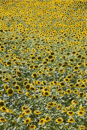 sunflowers in france - Sunflowers, Provence, France, Europe Stock Photo - Premium Royalty-Free, Code: 6119-07452679