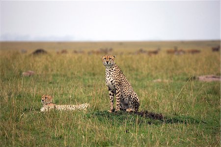reserva natural - Cheetah (Acinonyx jubatus), Masai Mara National Reserve, Kenya, East Africa, Africa Foto de stock - Sin royalties Premium, Código: 6119-07452681