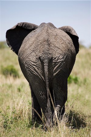 African elephant (Loxodonta africana), Masai Mara National Reserve, Kenya, East Africa, Africa Stock Photo - Premium Royalty-Free, Code: 6119-07452695