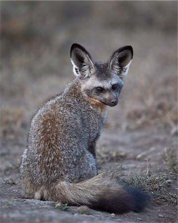 simsearch:6119-07452629,k - Bat-eared fox (Otocyon megalotis), Serengeti National Park, Tanzania, East Africa, Africa Photographie de stock - Premium Libres de Droits, Code: 6119-07452607