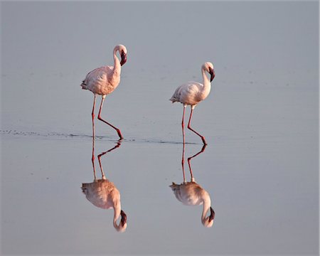 serengeti national park - Two lesser flamingo (Phoeniconaias minor), Serengeti National Park, Tanzania, East Africa, Africa Photographie de stock - Premium Libres de Droits, Code: 6119-07452610